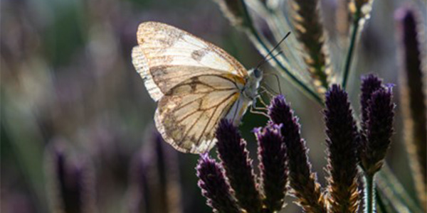 Butterfly migration